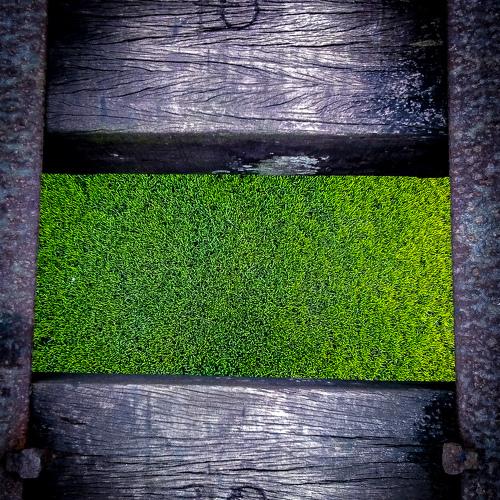 Green world