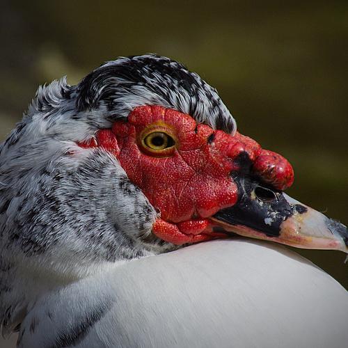 Moschata cairina Portrait