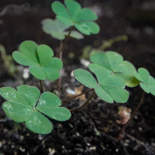 leaf