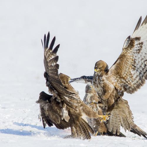 two big birds fight in winter scene