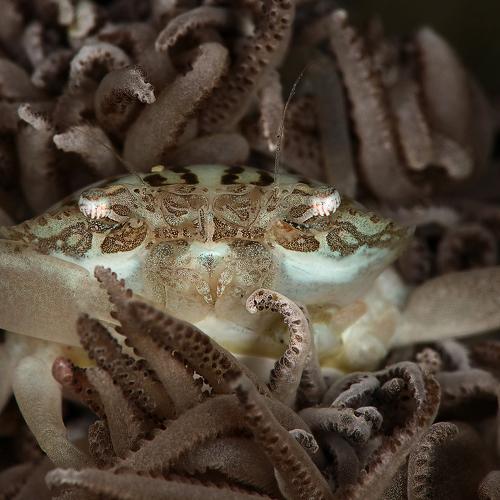 Xenia swimming crab (Caphyra loevis )