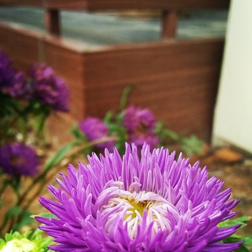 Photo #3029283