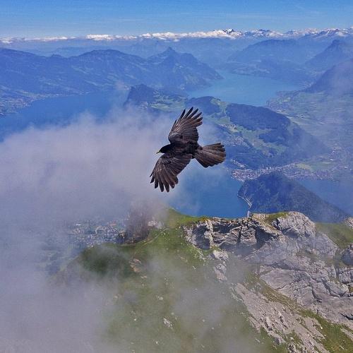 Bird in flight