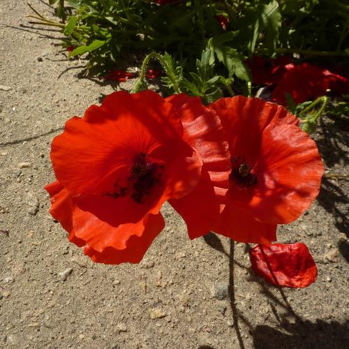 Photo #3030690