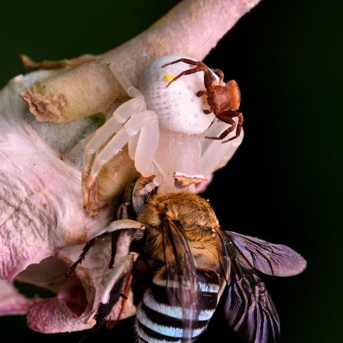 Crab Spider with Kill