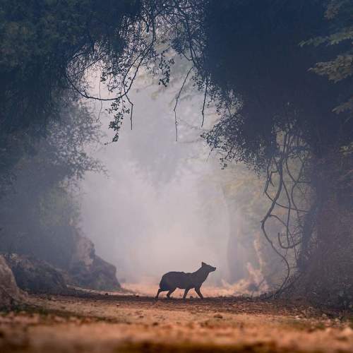 Golden jackal silhoutte in Indian winter
