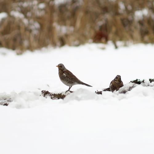 Photo #3034862