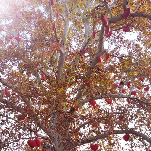 Photo #3034904