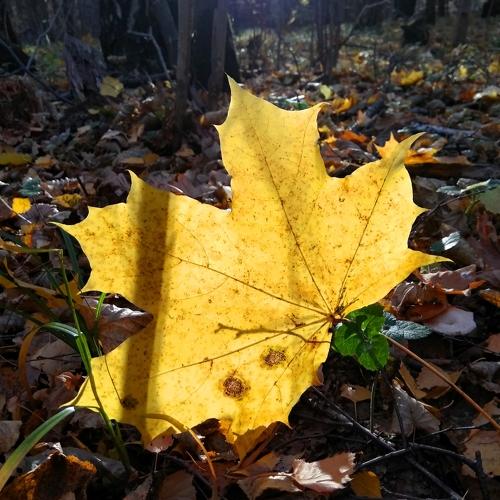 Photo #3035064
