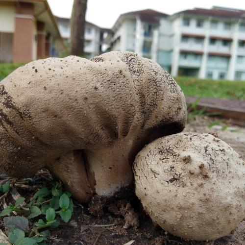 Mushrooms