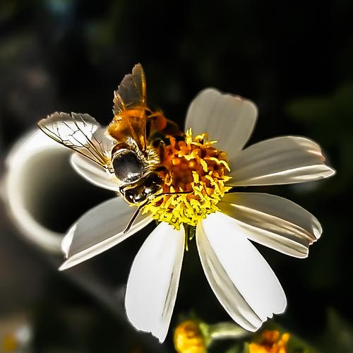 Photo #3035769