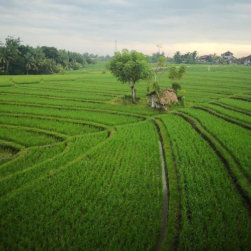 Rice farm