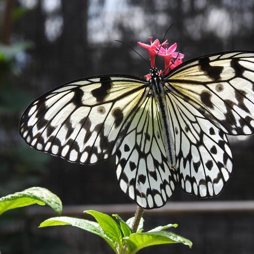 Butterfly Kisses