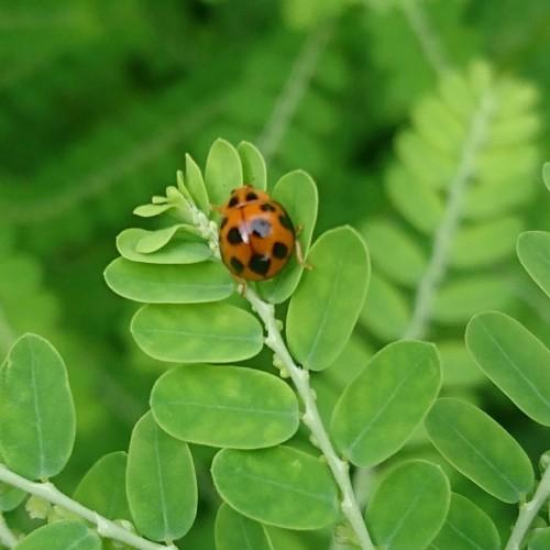 Ladybug