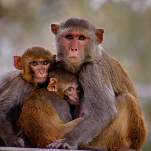 Mother monkey with her infant.