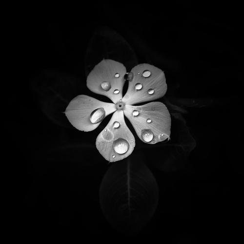B&W flower