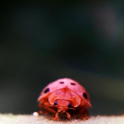 Lil baby ladybird