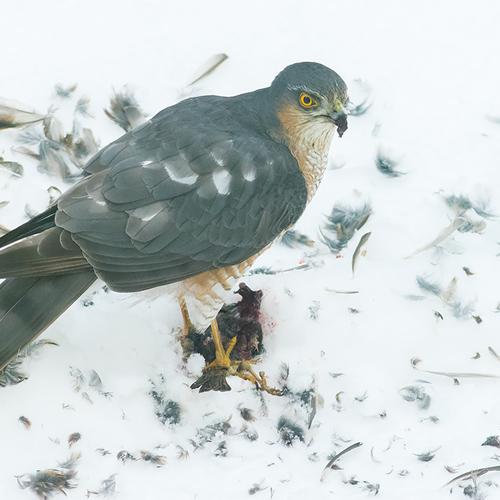 Eurasian sparrowhawk (male)