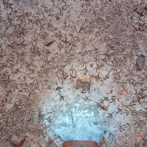 Duck Imprints (untouch)