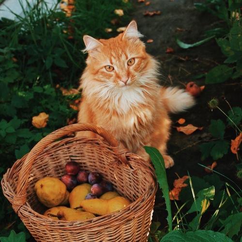 Photo #3037420