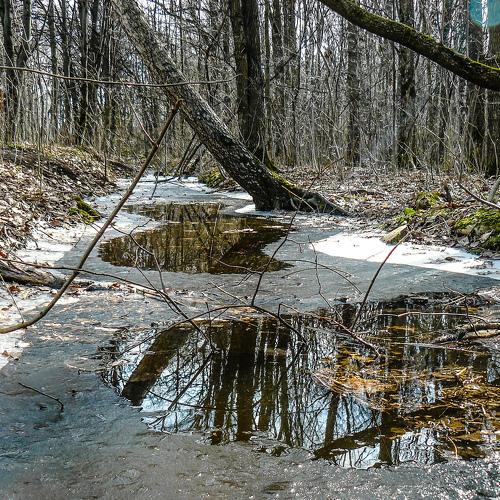 В весеннем парке...