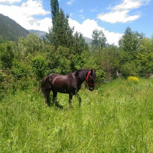 Horse