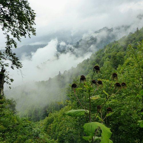 Лес в горах