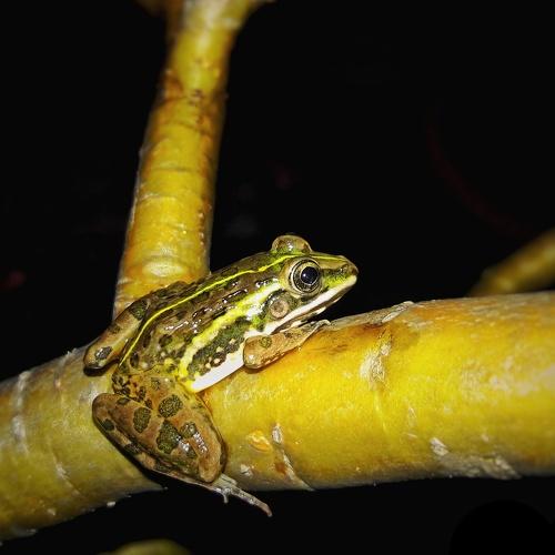 The versatile Bull Frog