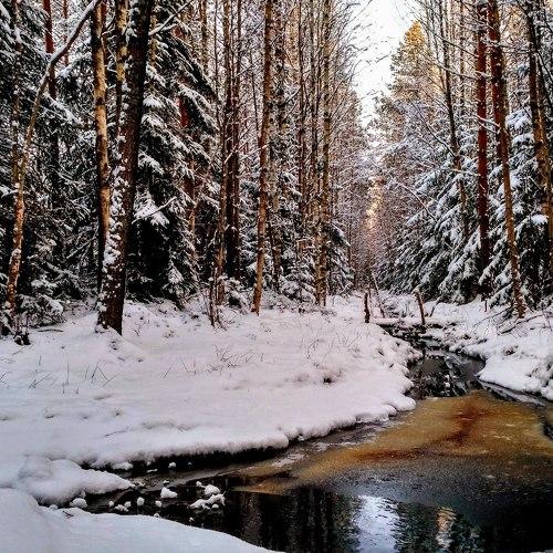 Russian forest