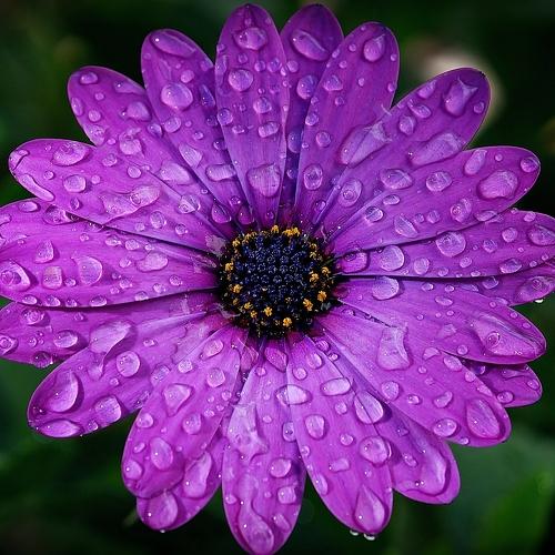 Violeta