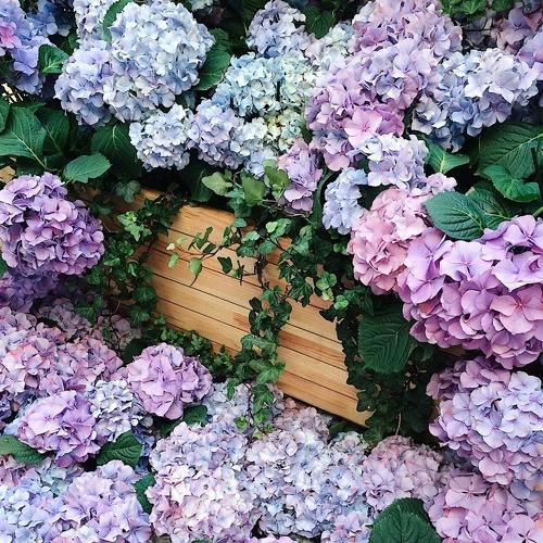 Spring in air