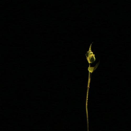 Photo #3040934