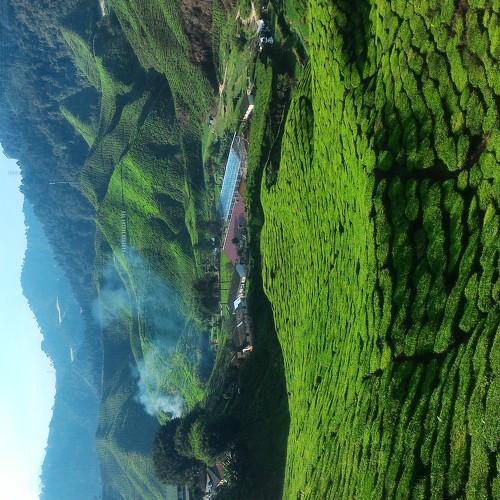 Green Tea Plantation