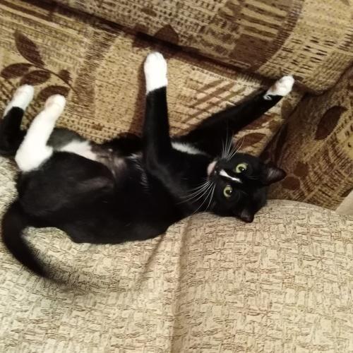Любимая кошка