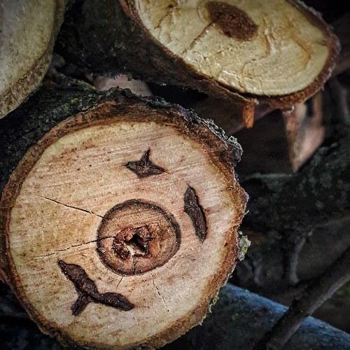 Photo #3042509