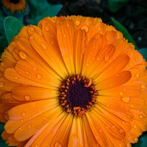 Flower Waterdrops