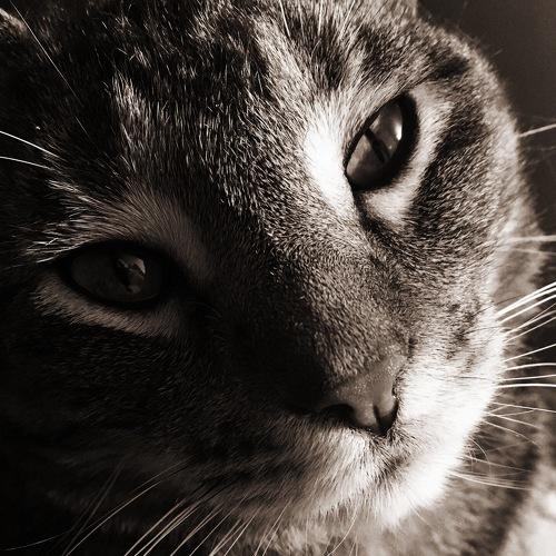 Curious Cat