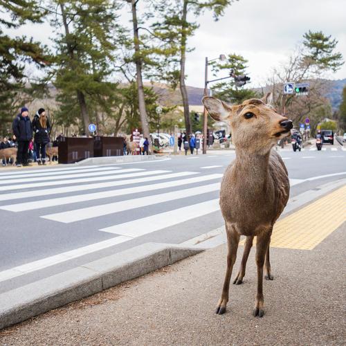Deer-pedestrian