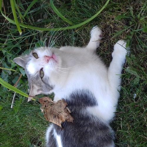 My cat