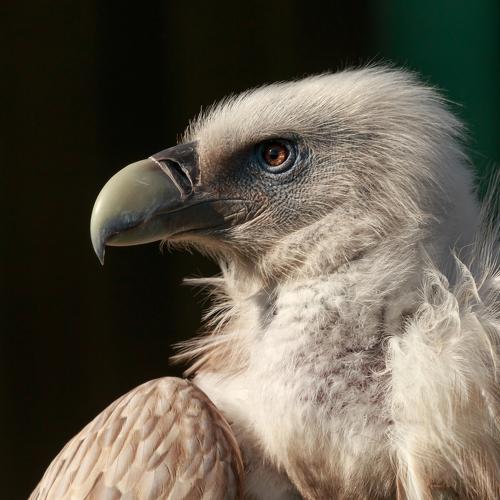 Himalayan griffon vulture portrait