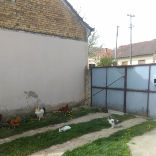 Garden with animals