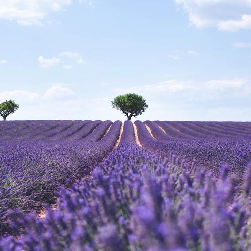 Valensole, France