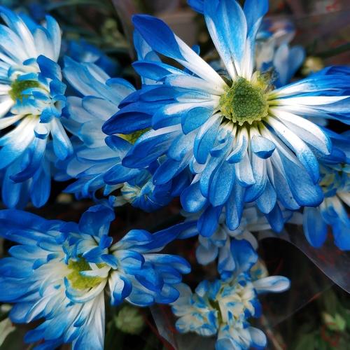 Blue flower