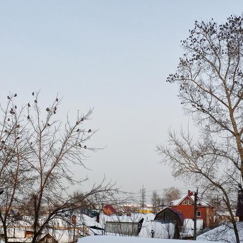 Свиристели прилетели