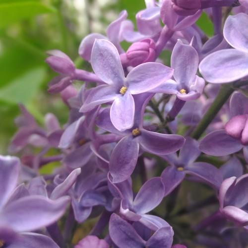 Photo #3046986