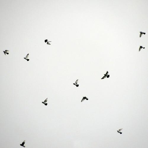 Freedom