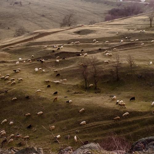 Shepherd