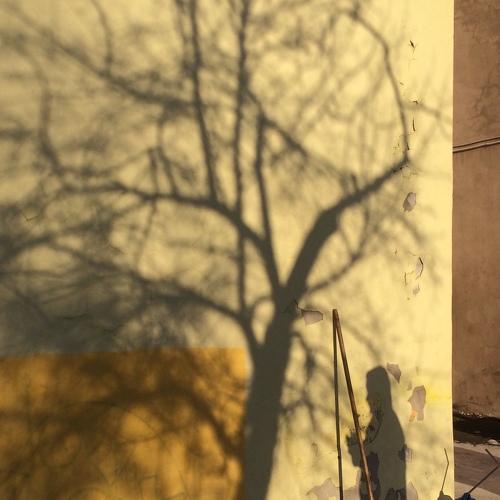 Tree shadow/ Тень дерева