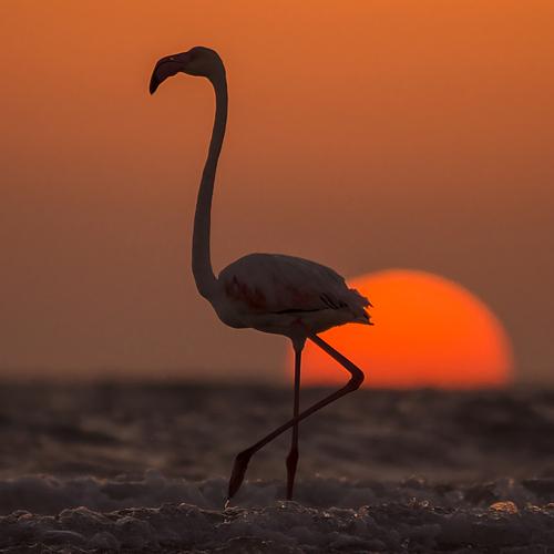 The Sundown Walk