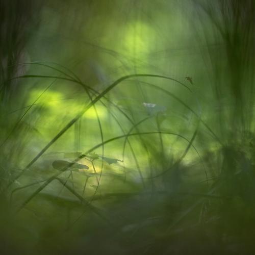 В лесной тени